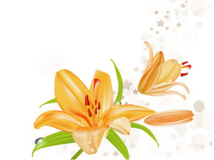 Lily Flowers Illustration Powerpoint Backgrounds