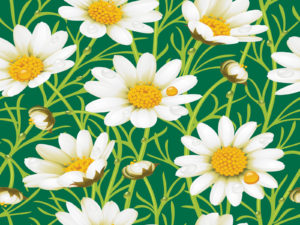 Daisy Yellow Flowers Background