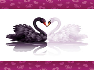 Swans Love Powerpoint Background