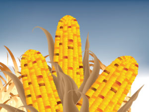 Corn cob powerpoint backgrounds