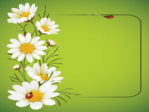 Ladybug and Daisies PPT Template