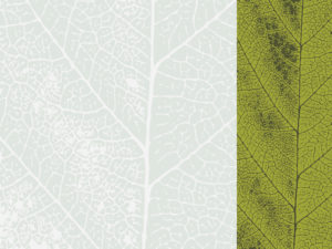Green Leaf Presentation Design Backgrounds