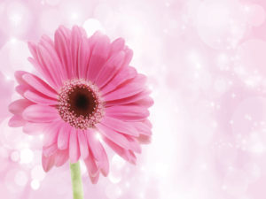 Pink Chrysanthemum PPT Backgrounds