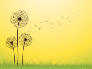 Dandelion PPT Backgrounds