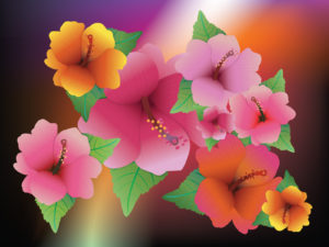 Hibiscus Exotic Flowers Backgrounds