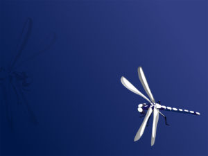 Blue Dragonfly Backgrounds
