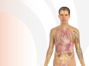 Human Body Anatomy Powerpoint Templates