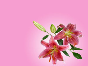 Lily Flowers Powerpoint Backgrounds