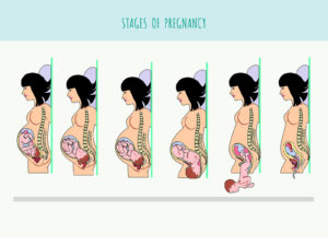 Stages of Pregnancy Background