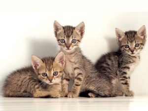 Cute Kittens Powerpoint Templates