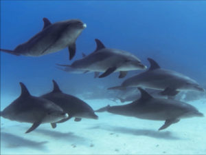 Dolphin Pod Oceans Life Background