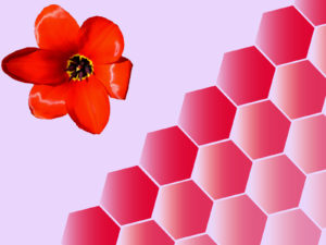 Tulips Floral Powerpoint Backgrounds